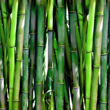 Bambusové oblečenie – to pravé pre vaše telo