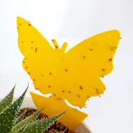 Lapače hmyzu – lepiaci motýľ
